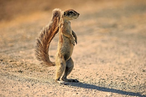 Cape ground squirrel
