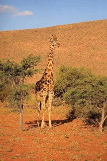 Southern giraffe