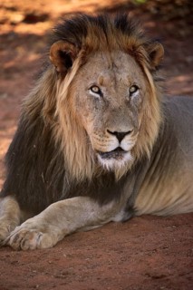 Kalahari lion