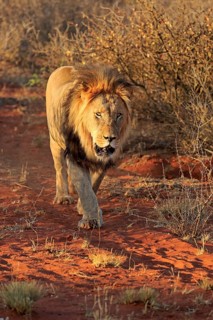 Kalahari lion