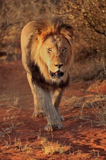 Kalahari lion
