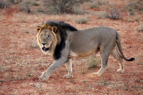 Kalahari lion