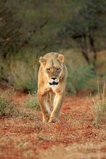 Lioness
