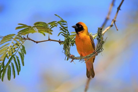 Southern Masked Weaver