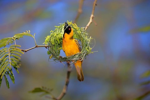 Southern Masked Weaver