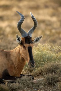 South African Hartebeest