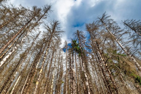 Dead Spruces