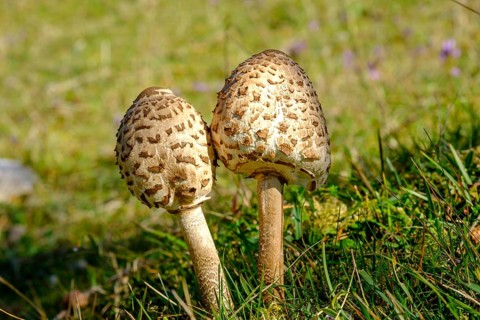 Parasol mushrooms
