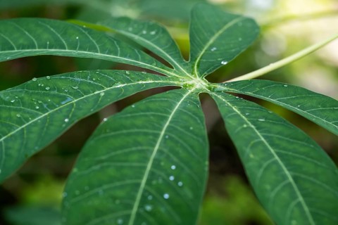 Leaf of Cassava
