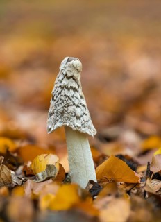Magpie Fungus
