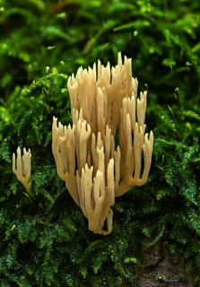 Ramaria flaccida
