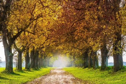 Field path through avenue with ashes