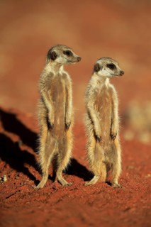 Two Meerkats