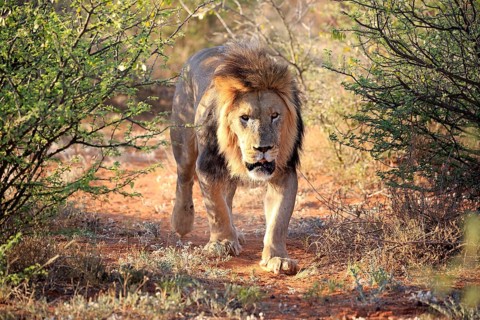 Kalahari lion