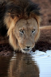 Kalahari lion