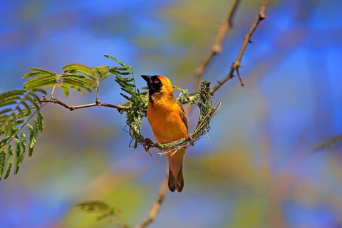 Southern Masked Weaver