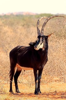 Sable antilope