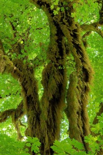 Rainforest in Hoh Rainforest