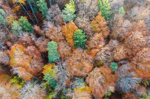 Autumn mixed forest