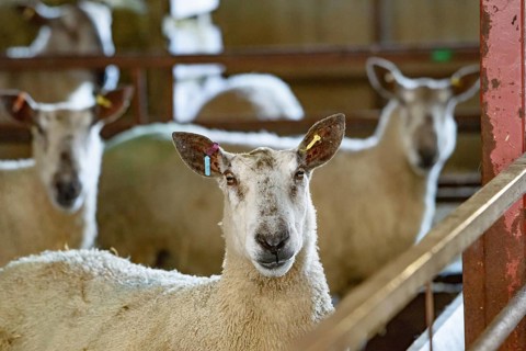Bluefaced Leicester rams
