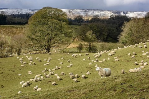 Sheep