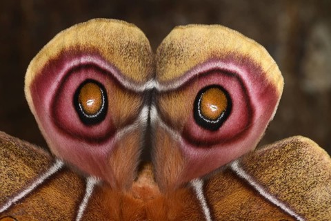 Suraka Silk Moth