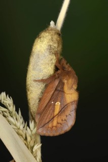 Drinker Moth