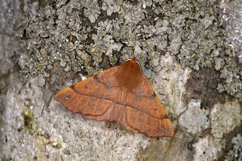 Feathered Thorn Moth