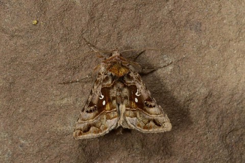Beautiful Golden Y Moth