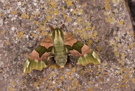 Lime Hawk Moth