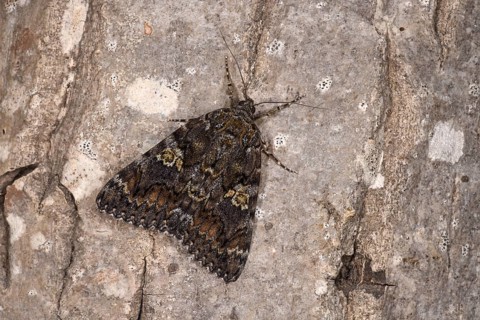 Dark Crimson Underwing