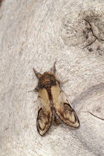 Pebble Prominent Moth