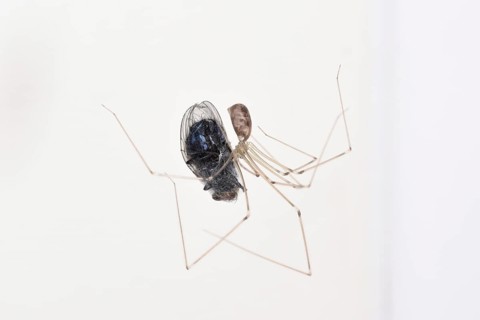 Long-legged Cellar Spider