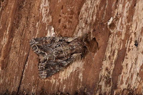 Light Brocade Moth