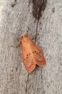 Rosy Footman Moth