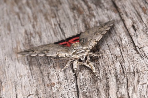 Rosy Underwing Moth