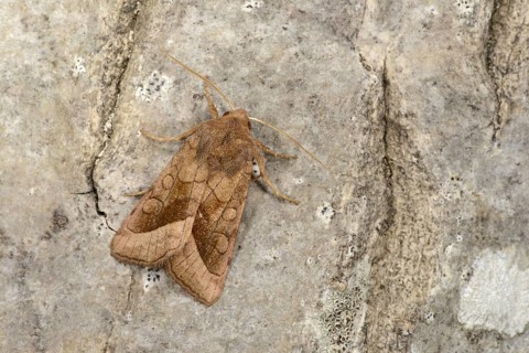 Rosy Rustic Moth