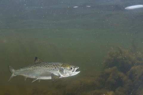 Atlantic salmon