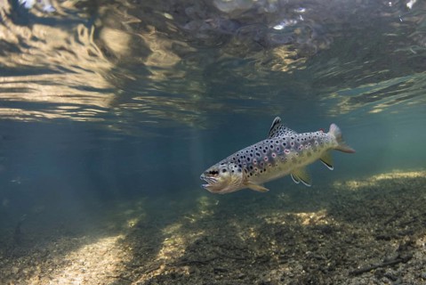 Brown trout