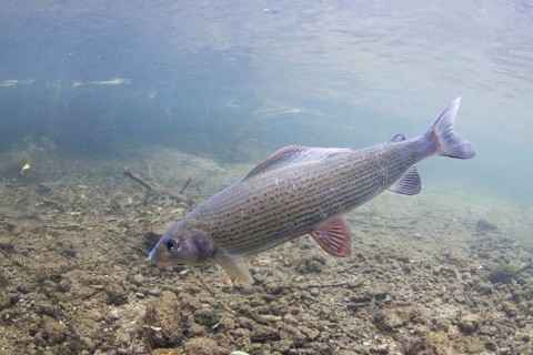 Grayling