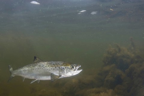 Atlantic salmon