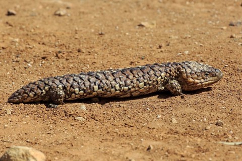Tiliqua rugosa