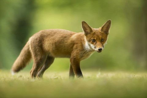 European Red Fox