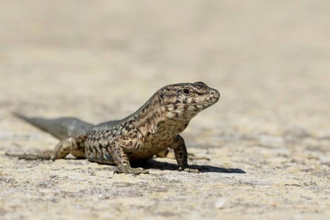 Lilford's Wall Lizard