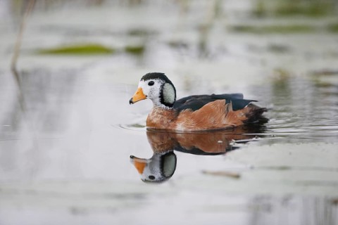 African Pygmy Goose