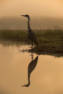 Grey Heron