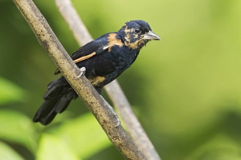 White-lined Tanager
