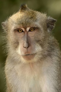 Crab-eating Macaque