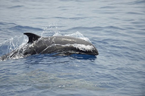 Melon-headed Whale