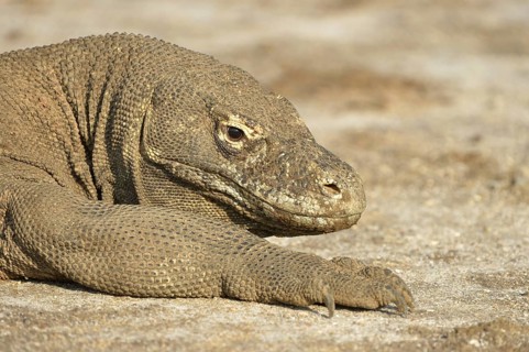Komodo Dragon